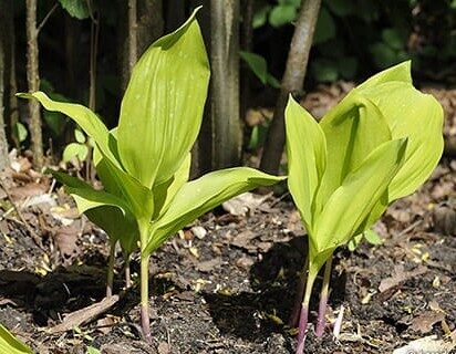 Convallaria majalis Aurea